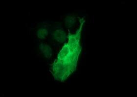 Anti-TH mouse monoclonal antibody immunofluoreaining of COS7 cells transiently transfected by pCMV6-ENTRY TH .