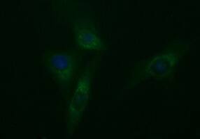 Immunofluoreaining of HeLa cells using anti-TUBB2A mouse monoclonal antibody .