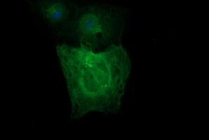 Anti-TUBB2A mouse monoclonal antibody immunofluoreaining of COS7 cells transiently transfected by pCMV6-ENTRY TUBB2A .