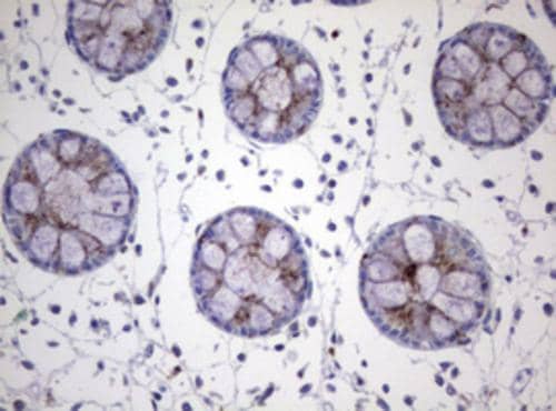 Immunohistochemical staining of paraffin-embedded Human colon tissue within the normal limits using anti-NEU1 mouse monoclonal antibody. Heat-induced epitope retrieval by EDTA solution buffer pH 8.0 at 120Â°C for 3 min.