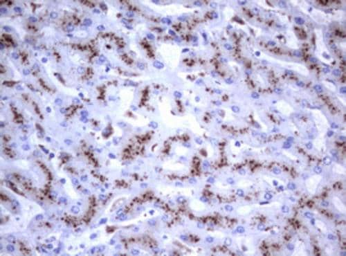 Immunohistochemical staining of paraffin-embedded Human liver tissue within the normal limits using anti-NEU1 mouse monoclonal antibody. Heat-induced epitope retrieval by EDTA solution buffer pH 8.0 at 120Â°C for 3 min.