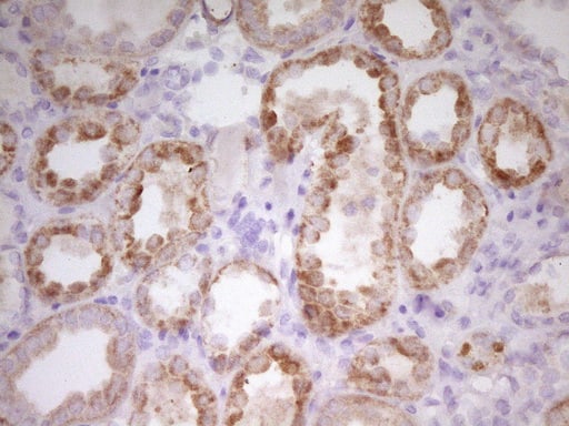 Immunohistochemical staining of paraffin-embedded Human Kidney tissue within the normal limits using anti-PAPSS2 mouse monoclonal antibody. Heat-induced epitope retrieval by EDTA solution buffer pH 8.0 at 120Â°C for 3 min.