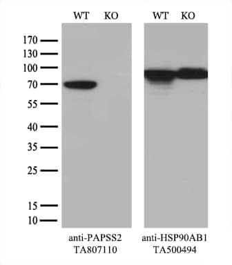 Equivalent amounts of cell lysates (10 ug per lane) of wild-type HeLa cells (WT, PAPSS2-Knockout HeLa cells (KO, ) were separated by SDS-PAGE and immunoblotted with anti-PAPSS2 monoclonal antibody (1:2000`). Then the blotted membrane was stripped and reprobed with anti-HSP90 antibody as a loading control.