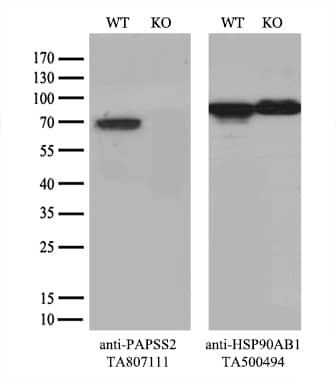 Equivalent amounts of cell lysates (10 ug per lane) of wild-type HeLa cells (WT, # and PAPSS2-Knockout HeLa cells (KO,) were separated by SDS-PAGE and immunoblotted with anti-PAPSS2 monoclonal antibody (1:500`). Then the blotted membrane was stripped and reprobed with anti-HSP90 antibody as a loading control.