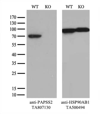 Equivalent amounts of cell lysates (10 ug per lane) of wild-type HeLa cells (WT,  and PAPSS2-Knockout HeLa cells (KO, ) were separated by SDS-PAGE and immunoblotted with anti-PAPSS2 monoclonal antibody TA807130 (1:500`). Then the blotted membrane was stripped and reprobed with anti-HSP90 antibody as a loading control.
