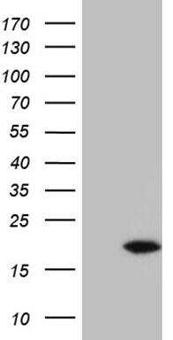 HEK293T cells were transfected with the pCMV6-ENTRY control ( Left lane) or pCMV6-ENTRY POLR2F ( Right lane) cDNA for 48 hrs and lysed. Equivalent amounts of cell lysates (5 ug per lane) were separated by SDS-PAGE and immunoblotted with anti-POLR2F (1:2000) . Positive lysates