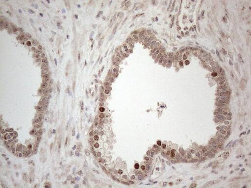 Immunohistochemistry HMGB4 Antibody (OTI5G3)
