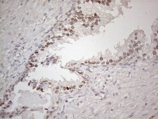Immunohistochemistry HMGB4 Antibody (OTI5G3)