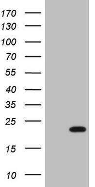 Western Blot HMGB4 Antibody (OTI5G3)