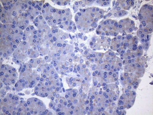 Immunohistochemical staining of paraffin-embedded Human pancreas tissue within the normal limits using anti-CYTH2 mouse monoclonal antibody. Heat-induced epitope retrieval by EDTA solution buffer pH 8.0 at 120Â°C for 3 min.