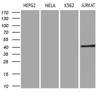 Western blot analysis of extracts (35ug) from 4 different cell lines by using anti-ERLIN1 monoclonal antibody (1:500).