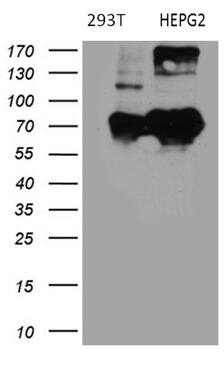 Western blot analysis of extracts (35ug) from 2 different cell lines by using anti-BNIPL monoclonal antibody (HepG2: human; 293T: human) (1:500).