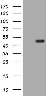 HEK293T cells were transfected with the pCMV6-ENTRY control (Left lane) or pCMV6-ENTRY BLZF1 (, Right lane) cDNA for 48 hrs and lysed. Equivalent amounts of cell lysates (5 ug per lane) were separated by SDS-PAGE and immunoblotted with anti-BLZF1 (1:2000). 