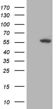 Western Blot TRMT5 Antibody (OTI1B5)