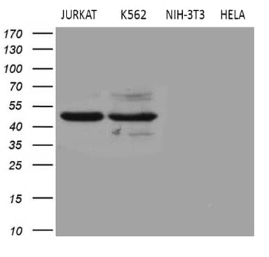 Western blot analysis of extracts (35ug) from 4 different cell lines by using anti-BLZF1 monoclonal antibody (1:500).