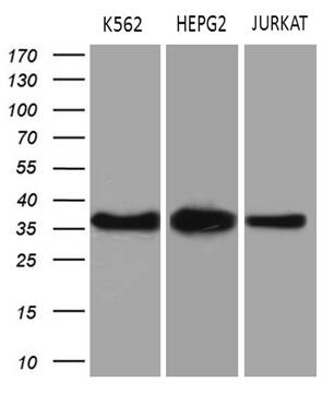 Western blot analysis of extracts (35ug) from 3 different cell lines by using anti-THOC3 monoclonal antibody (1:500).