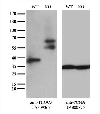 Equivalent amounts of cell lysates (10 ug per lane) of wild-type HeLa cells (WT, # and THOC3-Knockout HeLa cells (KO,) were separated by SDS-PAGE and immunoblotted with anti-THOC3 monoclonal antibody  (1:200`). Then the blotted membrane was stripped and reprobed with anti-PCNA antibody as a loading control.