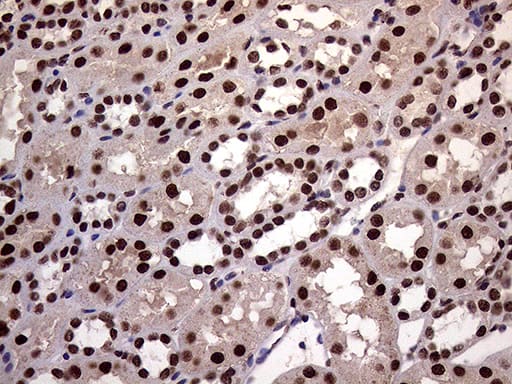 Immunohistochemistry XRN2 Antibody (OTI5F4)