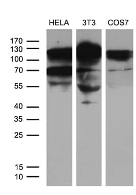 Western Blot XRN2 Antibody (OTI5F4)