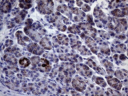 Immunohistochemical staining of paraffin-embedded Human pancreas tissue within the normal limits using anti-CLIP4 mouse monoclonal antibody. Heat-induced epitope retrieval by EDTA solution buffer pH 8.0 at 120Â°C for 3 min.