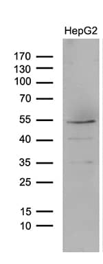 Western blot analysis of extracts (35ug) from HepG2 by using anti-LHX4 monoclonal antibody (1:500).