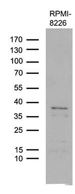 Western blot analysis of extracts (35ug) from RPMI-8226 cell lines by using anti-FAM170A monoclonal antibody (1:500).