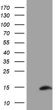 HEK293T cells were transfected with the pCMV6-ENTRY control ( Left lane) or pCMV6-ENTRY SH3BGRL ( Right lane) cDNA for 48 hrs and lysed. Equivalent amounts of cell lysates (5 ug per lane) were separated by SDS-PAGE and immunoblotted with anti-SH3BGRL(1:2000). Positive lysates