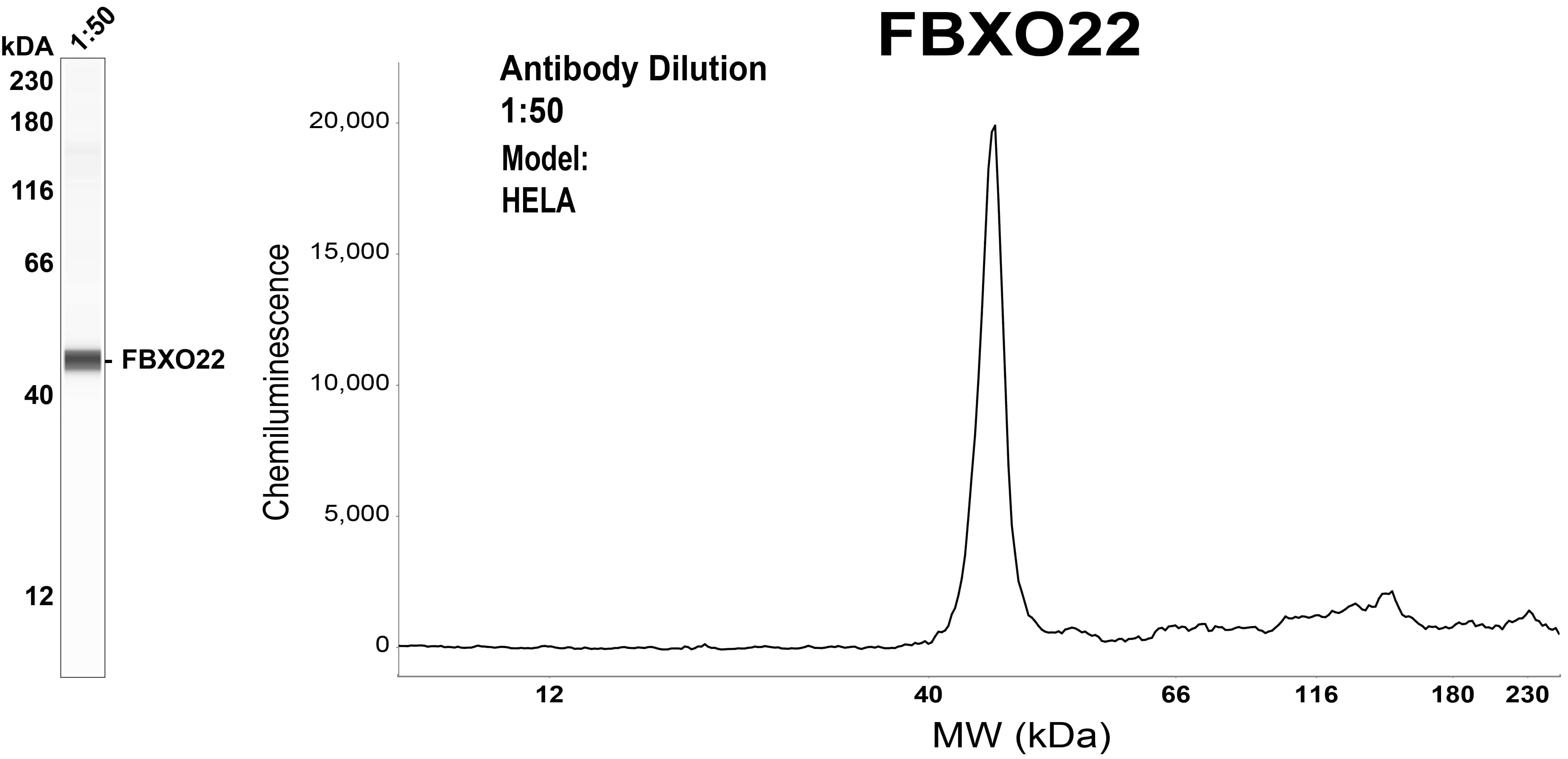 Simple Westernâ¢ analysis of endogenous protein FBXO22 from HELA lysates (0.1 mg/mL) using FBXO22 Mouse Monoclonal Antibody #TA809766. The virtual lane view (left) shows the target (as indied) at a 1:50 dilution of primary antibody. The corresponding electropherogram view (right) plots chemiluminey molecular weight along the capillary at a 1:50 dilution of primary antibody. This experiment was performed under reducing conditions on the Jessâ¢ Simple Western instrument from ProteinSimple, a Bio-Techne brand, using the 12â230 kDa Separation Module.