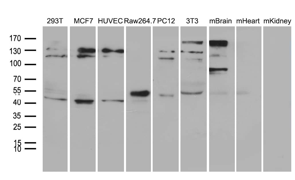 Western Blot TIN2 Antibody (OTI2C12)
