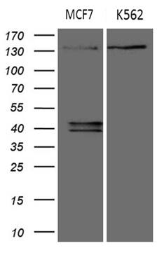 Western blot analysis of extracts (35ug) from 2 different cell lines by using anti-USP40 monoclonal antibody (1:500).