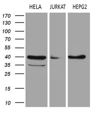 Western blot analysis of extracts (35ug) from 3 different cell lines by using anti-LSM11 monoclonal antibody (1:500).