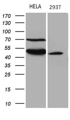 Western blot analysis of extracts (35ug) from 2 different cell lines by using anti-TEKT2 monoclonal antibody (1:500).