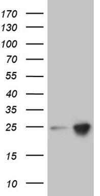 HEK293T cells were transfected with the pCMV6-ENTRY control ( Left lane) or pCMV6-ENTRY RHOH ( Right lane) cDNA for 48 hrs and lysed. Equivalent amounts of cell lysates (5 ug per lane) were separated by SDS-PAGE and immunoblotted with anti-RHOH (1:2000). Positive lysates