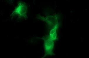 Anti-TH mouse monoclonal antibody immunofluoreaining of COS7 cells transiently transfected by pCMV6-ENTRY TH .