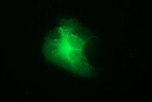 Anti-TH mouse monoclonal antibody immunofluoreaining of COS7 cells transiently transfected by pCMV6-ENTRY TH .