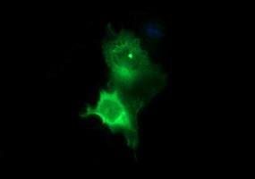 Anti-TH mouse monoclonal antibody immunofluoreaining of COS7 cells transiently transfected by pCMV6-ENTRY TH .