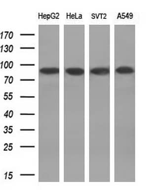 Western blot analysis of extracts (10ug) from 4 different cell lines by using anti-POLI monoclonal antibody (1:200).