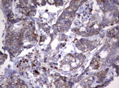 Immunohistochemistry NEU-1/Sialidase-1 Antibody (OTI3B3)