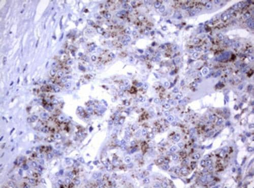Immunohistochemistry NEU-1/Sialidase-1 Antibody (OTI3B3)
