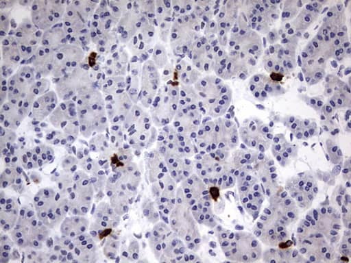Immunohistochemistry:USP48 Antibody (OTI1F10)[NBP3-44883]
