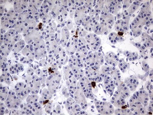 Immunohistochemical staining of paraffin-embedded Human pancreas tissue using anti-USP48 mouse monoclonal antibody. . Heat-induced epitope retrieval by EDTA solution buffer pH 8.0 at 120Â°C for 3 min.