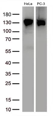 Western Blot:USP48 Antibody (OTI1F10)[NBP3-44883]
