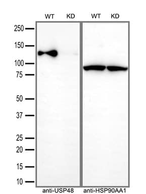 Western Blot:USP48 Antibody (OTI1F10)[NBP3-44883]