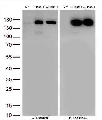 Figure A, Western blot analysis of overexpressed lysates (15ug per lane) from HEK293T cells transfected with empty plasmid (PS100001, NC), human USP48 plasmid (, hUSP48), mouse USP48 plasmid (MR226440, mUSP48) using anti-USP48 antibody  (1:10000@1mg/ml). Figure B, Western blot analysis of the same samples as Figure A with anti-DDK antibody .