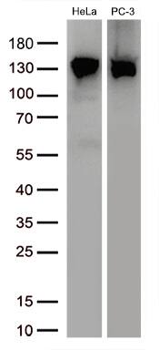 Western blot analysis of extracts (30ug per lane) from 2 different cell lines lysates by using anti-USP48 antibody.