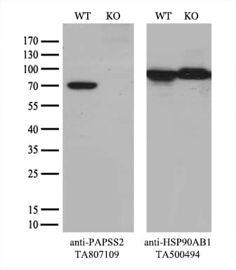 Equivalent amounts of cell lysates (10 ug per lane) of wild-type HeLa cells (WT, # and PAPSS2-Knockout HeLa cells (KO, ) were separated by SDS-PAGE and immunoblotted with anti-PAPSS2 monoclonal antibody  (1:500`). Then the blotted membrane was stripped and reprobed with anti-HSP90 antibody as a loading control.