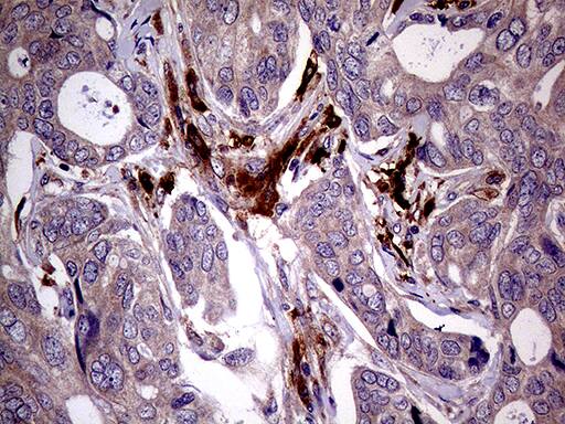 Immunohistochemistry JIP1 Antibody (OTI1D9)