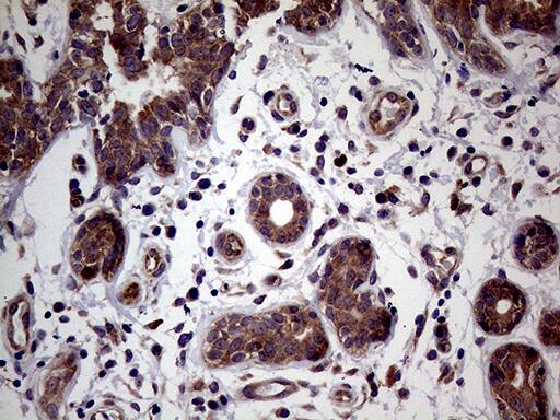 Immunohistochemistry JIP1 Antibody (OTI1D9)