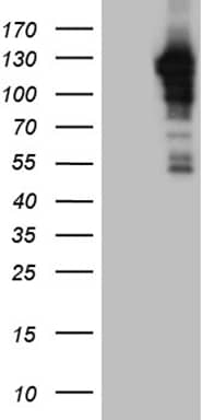 Western Blot JIP1 Antibody (OTI1D9)