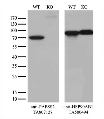 Equivalent amounts of cell lysates (10 ug per lane) of wild-type HeLa cells (WT, # and PAPSS2-Knockout HeLa cells (KO,) were separated by SDS-PAGE and immunoblotted with anti-PAPSS2 monoclonal antibody (1:500`). Then the blotted membrane was stripped and reprobed with anti-HSP90 antibody as a loading control.